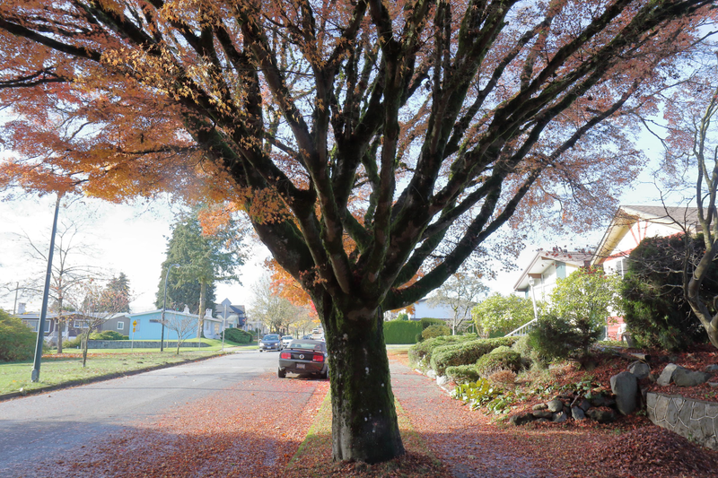 Illustration for article titled Pics from the Curbside (and others) - November 2018